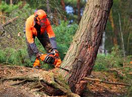 Best Seasonal Cleanup (Spring/Fall)  in Victorville, CA