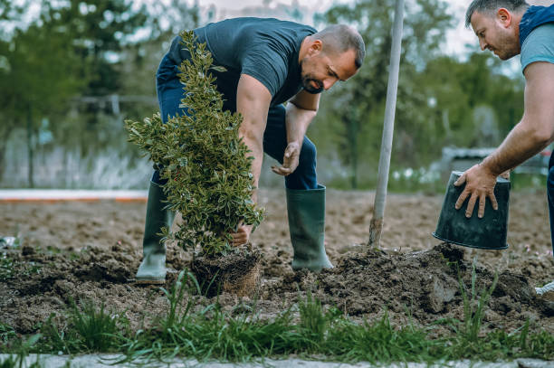 Best Tree Maintenance Programs  in Victorville, CA