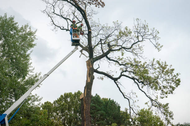 Victorville, CA Tree Services Company