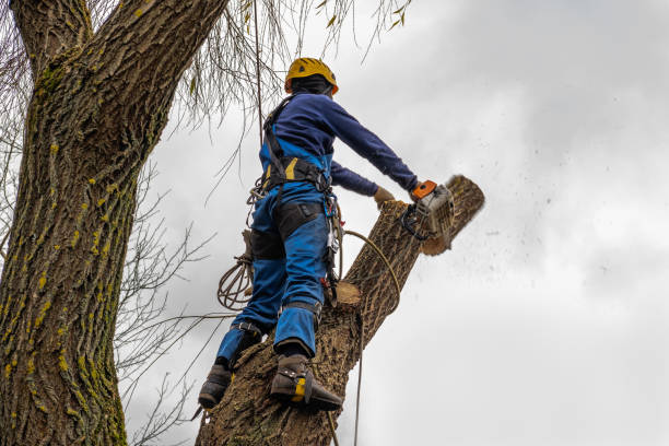 Best Fruit Tree Pruning  in Victorville, CA