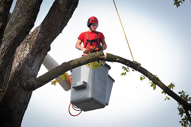 Best Tree and Shrub Care  in Victorville, CA