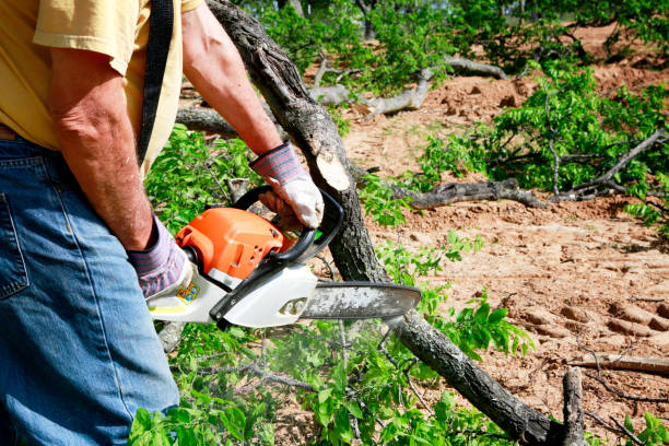 How Our Tree Care Process Works  in  Victorville, CA